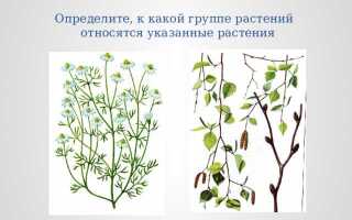 Какие растения относятся к глубоководным гидатофитам