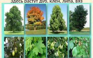 Кому принадлежат деревья на земельном участке в собственности