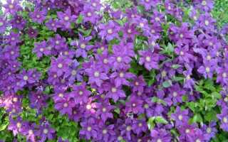 Клематис 2 группа обрезки как обрезать