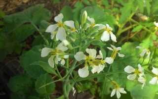 С чем сажать редис на одной грядке