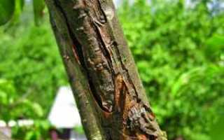 Треснула кора на черешне что делать