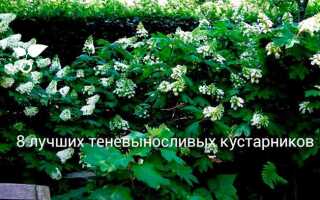 Какие кустарники растут в тени и полутени
