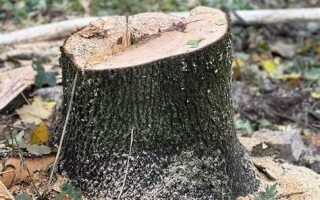 Сколько стоит порубочный билет на одно дерево