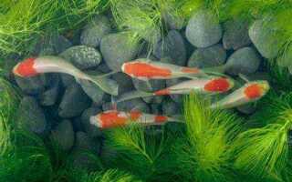 Чем питаются мальки карпа в пруду