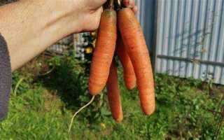 Что хорошо растет на песчаной почве