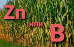 Цинк или полимер для грядок что лучше