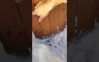 Какое дерево не боится воды и сырости