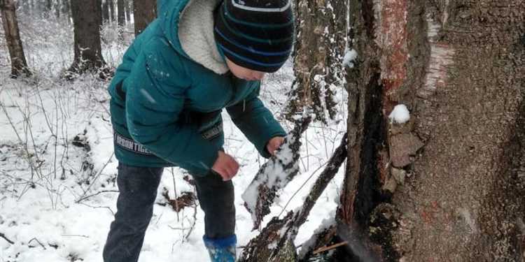 Установка пластиковых трубок и контейнеров для сбора сока