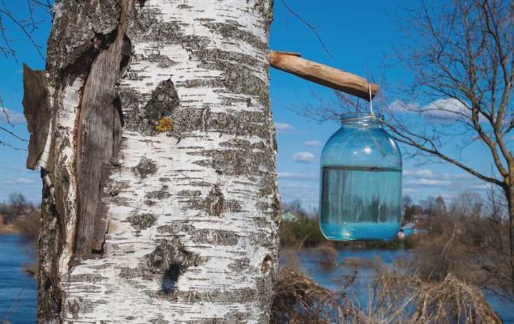 Что делать с собранным соком: хранение и использование