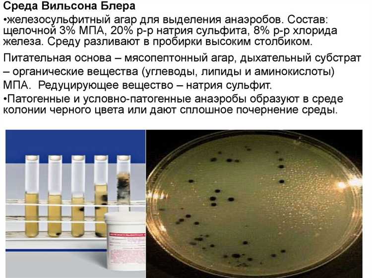 Температурные условия и их роль в восстановлении микрофлоры Биозоны
