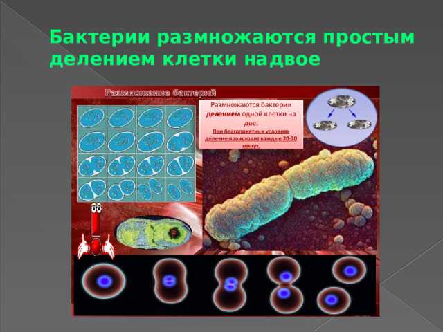 Биозон сколько восстанавливаются бактерии после отключения Биозон сколько восстанавливаются бактерии после отключения