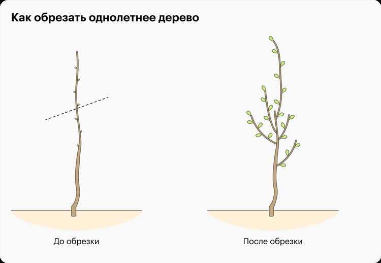Обработка садовым варом: как выбрать и правильно применять