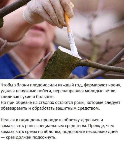 Когда и как наносить средство на срез: оптимальные сроки после обрезки