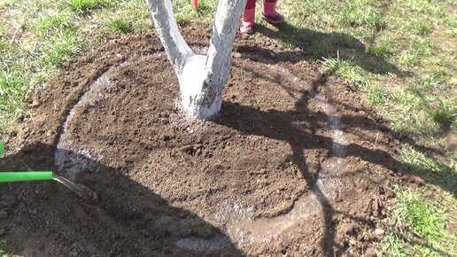 Какие органические материалы подходят для мульчи под фруктовые деревья