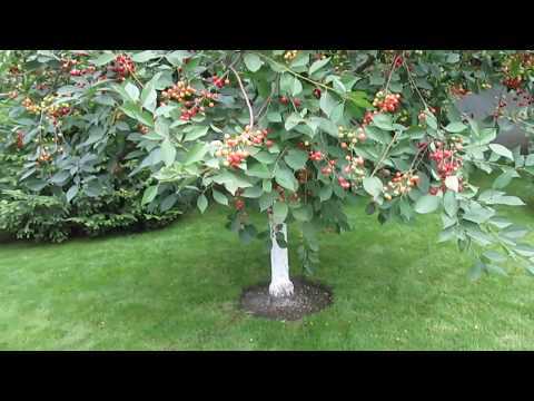 Какой слой мульчи оптимален для удержания влаги и предотвращения сорняков