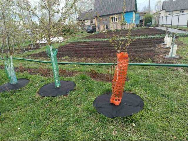 Как мульча влияет на состав и структуру почвы в зоне корней