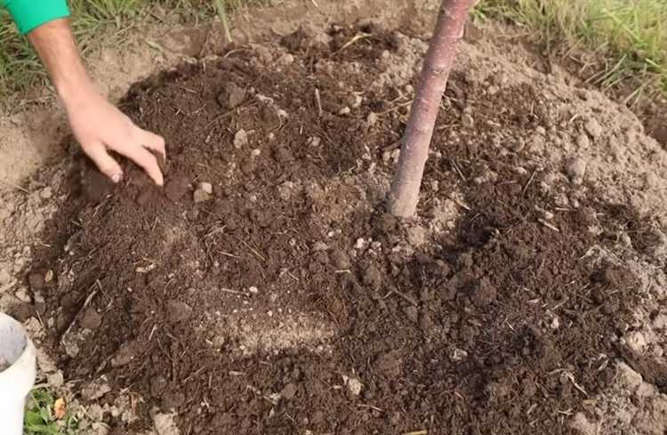 Чем замульчировать приствольные круги у плодовых деревьев Чем замульчировать приствольные круги у плодовых деревьев