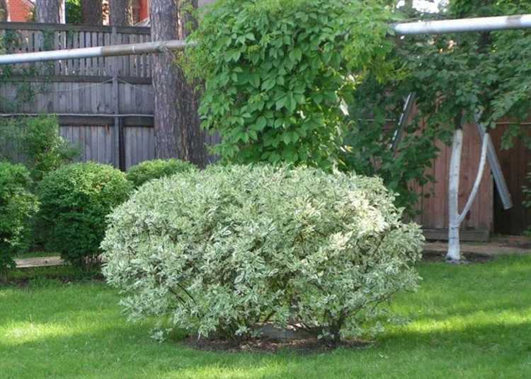 Создание ярких цветовых акцентов: дерен и лиственные кустарники