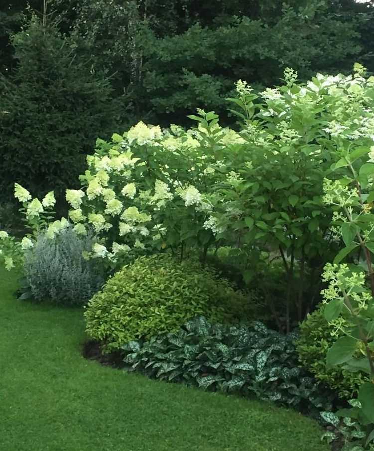 Совместимость дерена с тенелюбивыми растениями в полутени