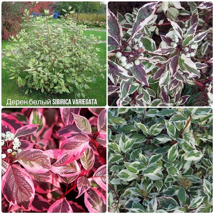 Дерен в ландшафтном дизайне с чем сочетается