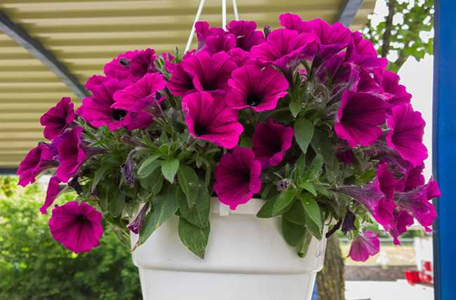 Нужно ли досаживать петунию после сильных дождей или жары