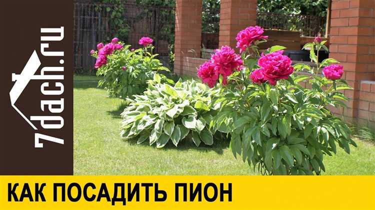 Уход за пионами после посадки: полив, подкормка и защита