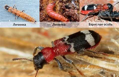 Насекомые, разрушающие древесину: виды и особенности