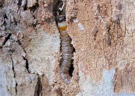 Профилактические меры для защиты древесины от насекомых
