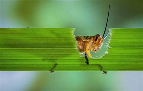 Повреждения, наносимые точильщиками и древоточцами