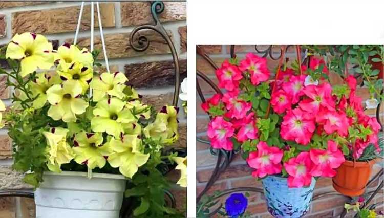 Когда начинать первую обрезку рассады петунии Тайдал