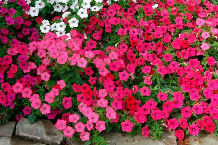 Какие инструменты использовать для обрезки побегов