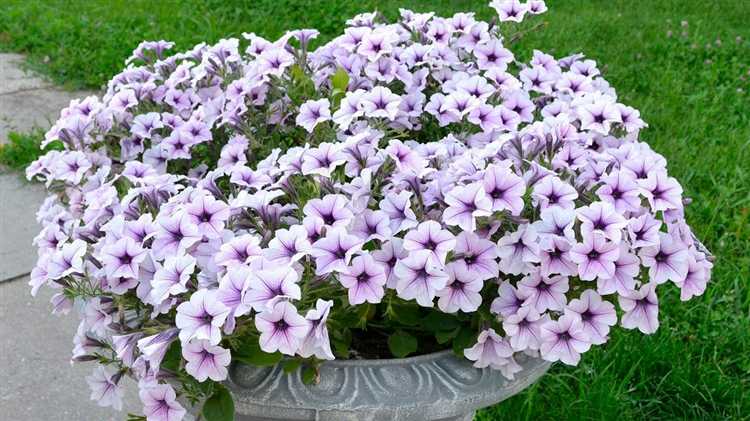 Как определить, что рассада готова к прищипке