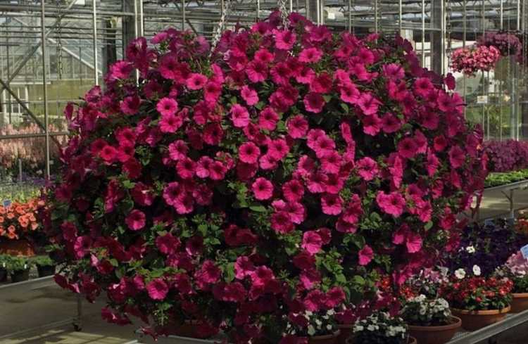 Как ухаживать за рассадой после обрезки