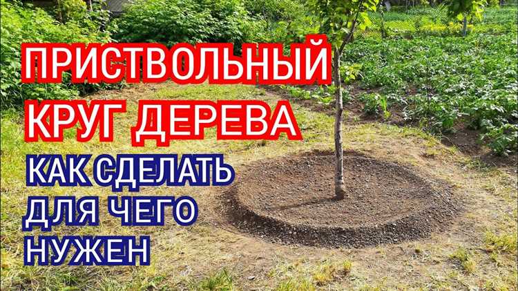 Как оформить приствольный круг плодовых деревьев
