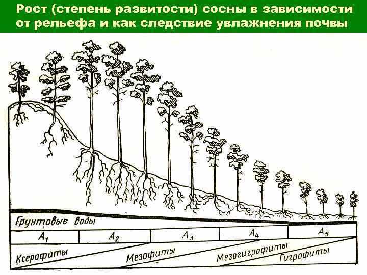 Как ограничить рост сосны в высоту
