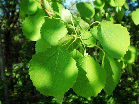 Метод простого постукивания по стволу осины