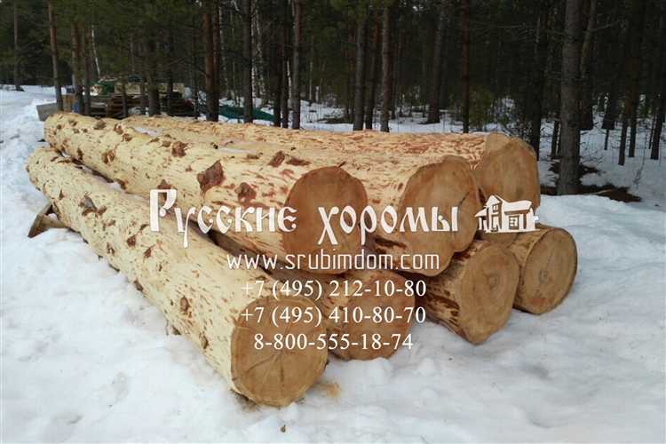 Смолистость зимнего и летнего леса: плюсы и минусы