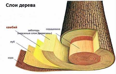 Как отличить зимний лес от летнего в срубе