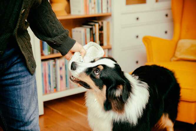 Как использовать положительное подкрепление при обучении