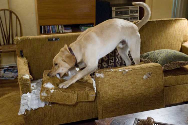 Как отучить таксу грызть все подряд Как отучить таксу грызть все подряд