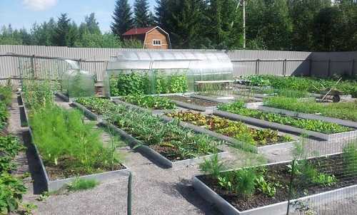 Как правильно выбрать место для поднятия грядок в условиях сырой почвы