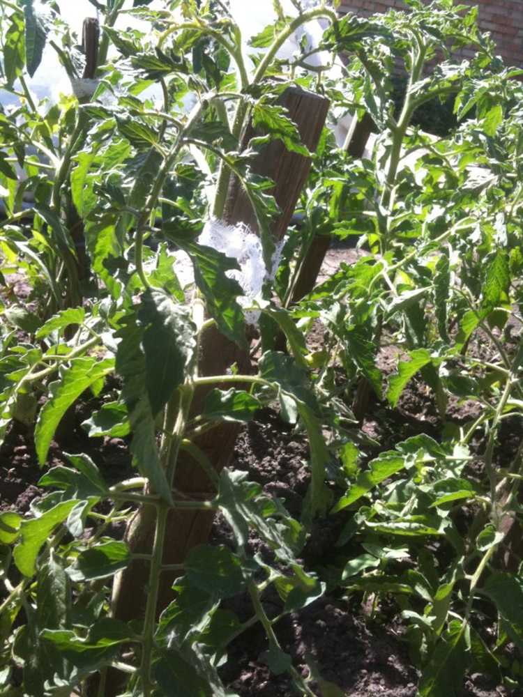 Выбор сорта томатов с учётом климата и сроков созревания