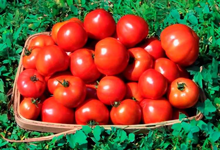 Правила посадки рассады в открытый грунт: сроки, схема и глубина