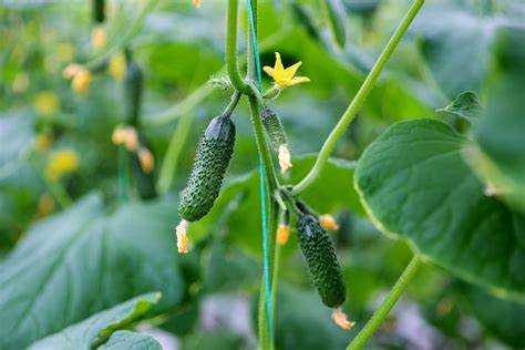 Профилактика заболеваний и вредителей без химикатов
