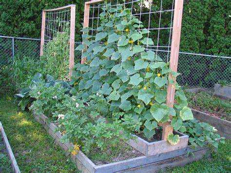 Как повысить урожайность огурцов в открытом грунте