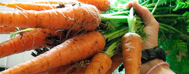 Как прореживать морковь в открытом грунте Как прореживать морковь в открытом грунте