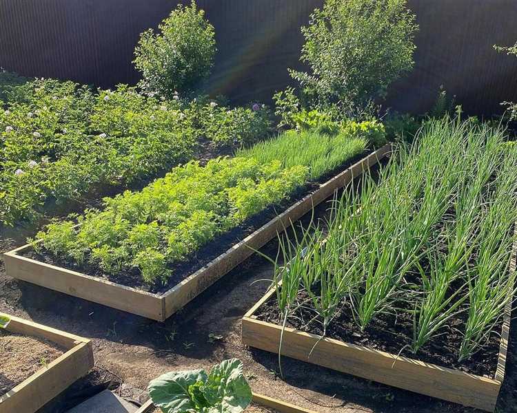 Рассчитываем количество грядок в зависимости от нужд семьи