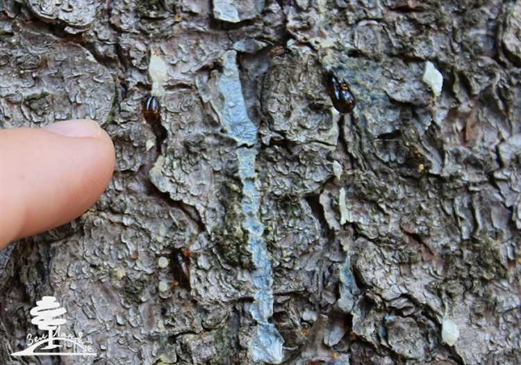 Как правильно обрезать деревья, чтобы избежать поражения короедом