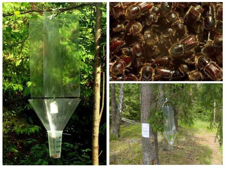 Как самому сделать профилактику деревьев от короеда Как самому сделать профилактику деревьев от короеда