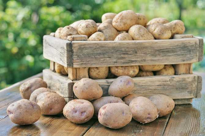 Как хранить картофель с другими овощами: советы по совместимости